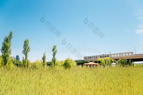 绿色的大麦田和杨花桥在hand手河公园采用首尔
