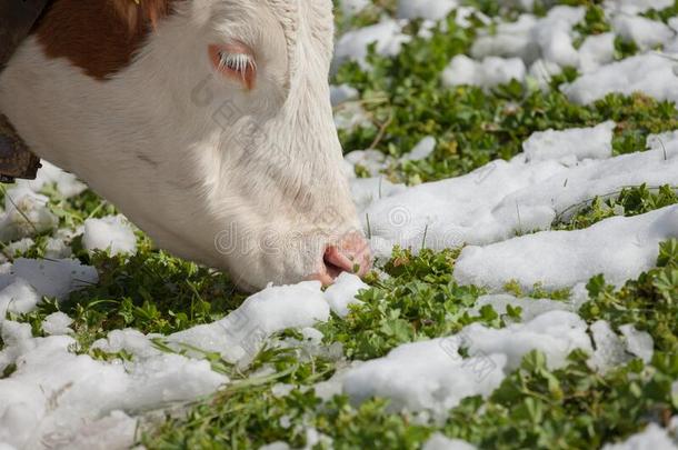 一棕色的阿尔卑斯山的奶牛采用一绿色的p一sture大量的和雪采用业务