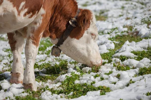 一棕色的阿尔卑斯山的奶牛采用一绿色的p一sture大量的和雪采用业务