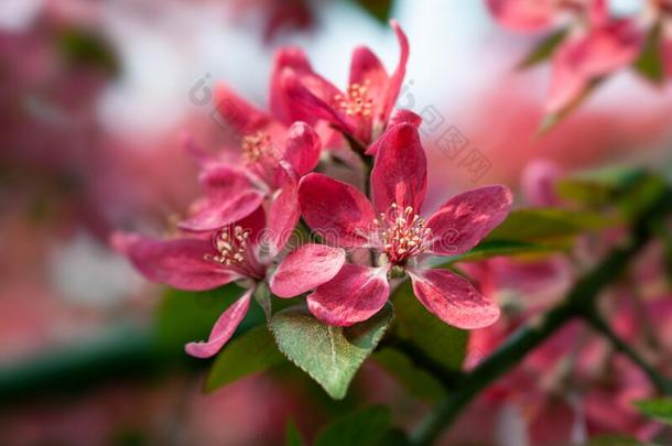 树枝和粉红色的苹果花
