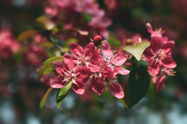 树枝和粉红色的<strong>苹果花</strong>