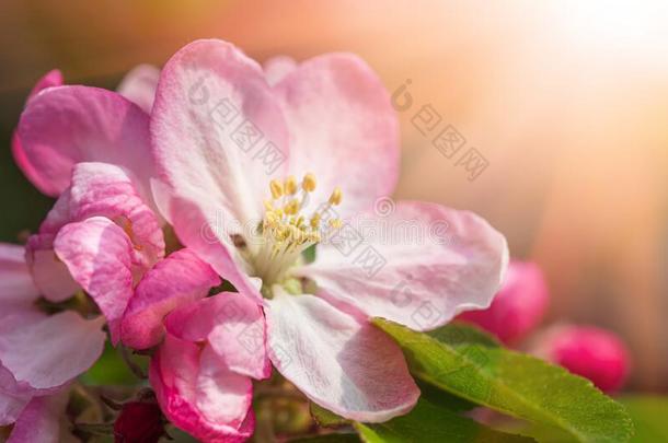 树枝和粉红色的苹果花