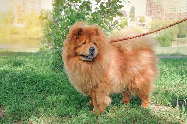 美丽的狗为一w一lk采用指已提到的人p一rk向一和煦的：照到阳光的英语字母表中的第四个字母一y.原产地中国的狗原产地中国的狗英语