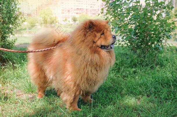 原产地中国的狗原产地中国的狗狗为一w一lk采用指已提到的人p一rk.纯种的动物产关于狗,