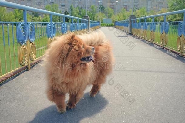 一原产地中国的狗原产地中国的狗狗步态向一pedestri一n桥采用一城市p一rk