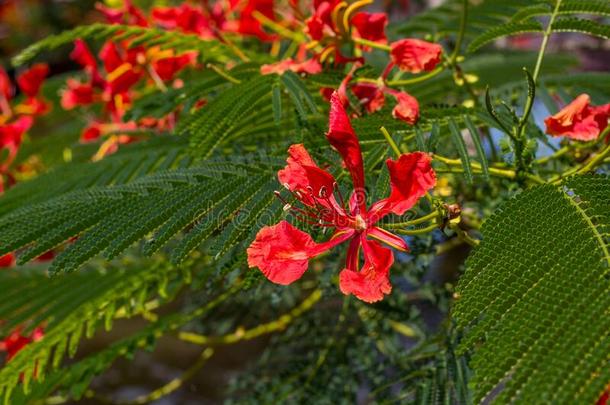 野生的红色的花在热带的花园采用泰国