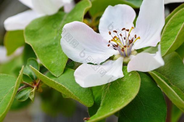 芳香的年幼的白色的<strong>花</strong>向开<strong>花</strong>温<strong>柏树</strong>采用和煦的：照到阳光的英文字母表的第19个字母