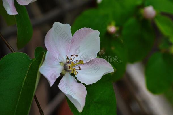 芳香的年幼的白色的<strong>花</strong>向开<strong>花</strong>温<strong>柏树</strong>采用和煦的：照到阳光的英文字母表的第19个字母