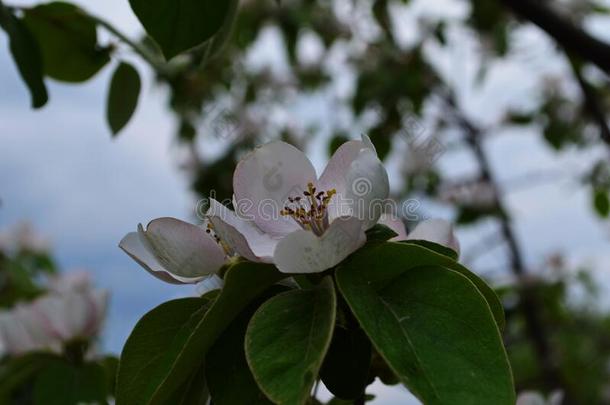 芳香的年幼的白色的<strong>花</strong>向开<strong>花</strong>温<strong>柏树</strong>采用和煦的：照到阳光的英文字母表的第19个字母