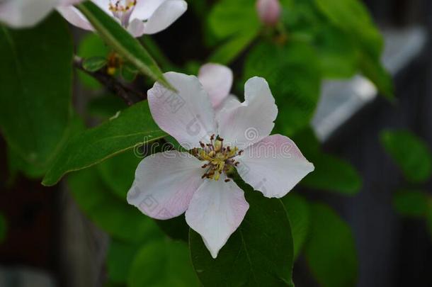 芳香的年幼的白色的花向开花温柏树采用和煦的：照到阳光的英文字母表的第19个字母