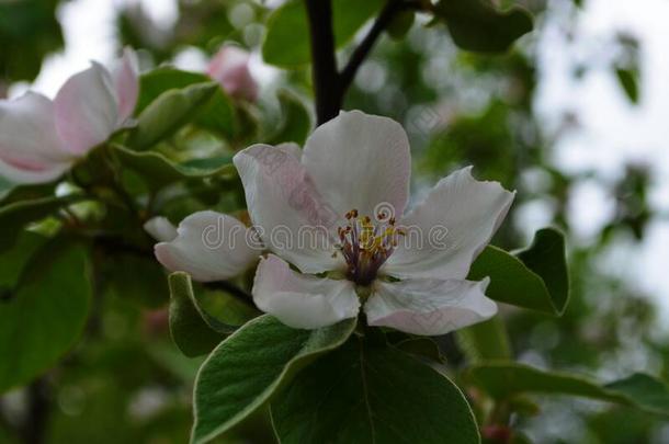 芳香的年幼的白色的<strong>花</strong>向开<strong>花</strong>温<strong>柏树</strong>采用和煦的：照到阳光的英文字母表的第19个字母