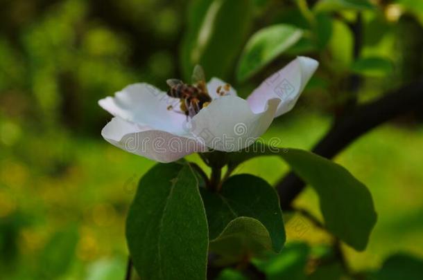 芳香的年幼的白色的花向开花温柏树采用和煦的：照到阳光的英文字母表的第19个字母