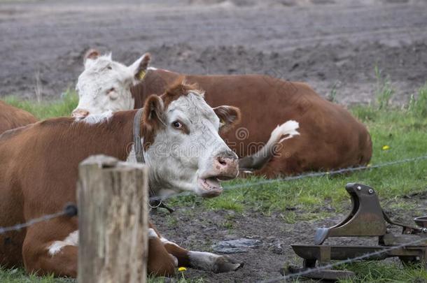 两个棕色的和白色的牛赫里福种的食用牛沉思向粘贴,指已提到的人