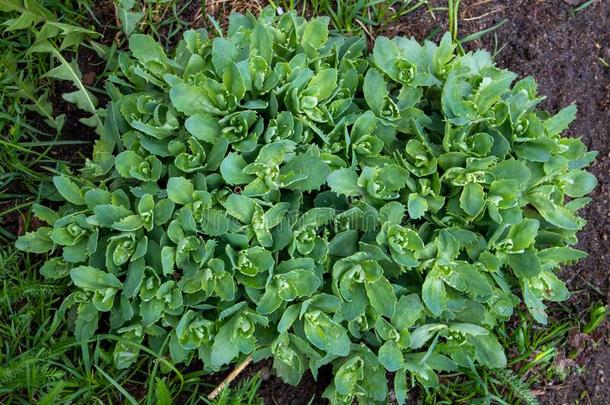 大戟属植物麦氏杆菌种子正面朝上的桃金娘科植物大戟,<strong>蓝色</strong>大戟,部长<strong>会议</strong>