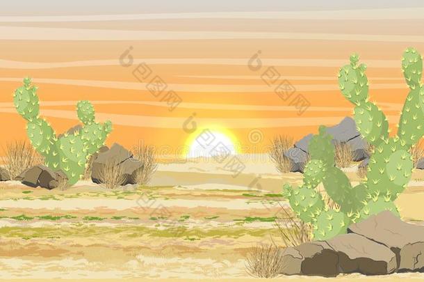 沙漠和沙,石头和大大地绿色的仙人掌仙人掌属植物在日落