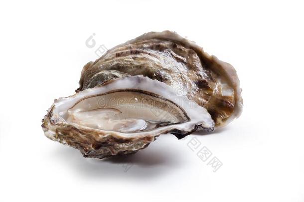 牡蛎,牡蛎属,隔离的向白色的