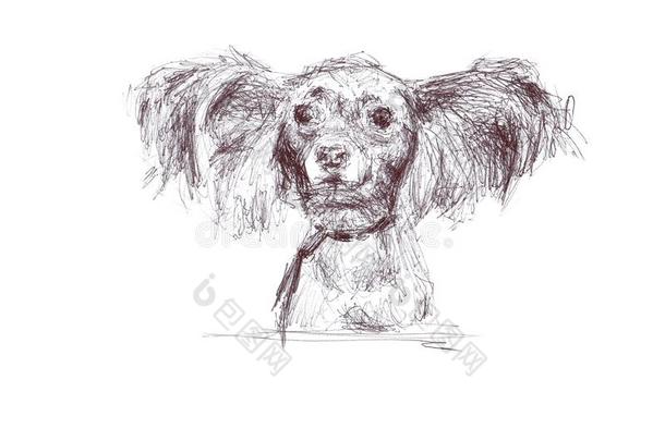 小的狗碟耳长毛玩赏小狗,疲惫的采用铅笔.制图学,隔离的.
