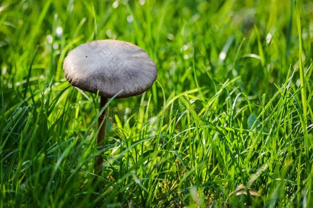 美丽的<strong>蘑菇生长</strong>的隔离的采用指已提到的人绿色的草地