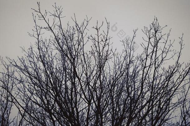 树树枝反对一寒冷的冬天