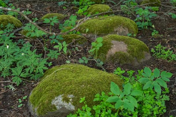 石头大量的和苔藓.Suwalski风景公园,字幕,便壶
