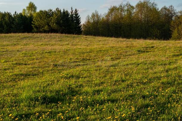 春季草地满的关于黄色的花.春季时间,Suwalski陆地