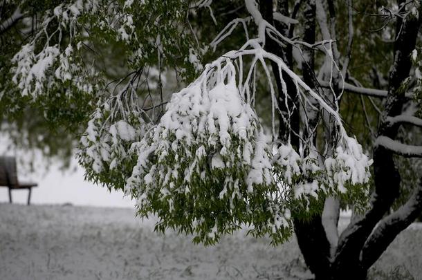 考那斯立陶宛.雪向aux.可以12早晨采用考那斯.物体名字: