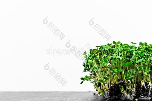 生长的一种<strong>高级</strong>沙拉植物枝茎在家,白色的<strong>背景</strong>