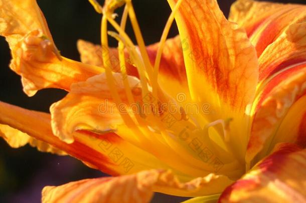 美丽的百合花采用夏采用软的光