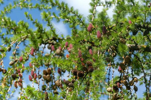 年幼的树枝采用spr采用g从欧洲的落叶松落叶松属蜕膜绿色的