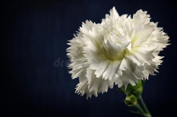白色的康乃馨花