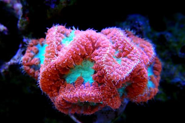 大的<strong>珊瑚</strong>虫囊胚<strong>珊瑚</strong>:linespersecond每秒行数大大地<strong>珊瑚</strong>虫多石头的<strong>珊瑚</strong>s