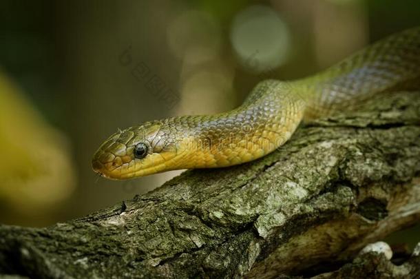 医神艾斯库累普的：Aesculapius蛇-替换最长的,事先锦蛇属长的