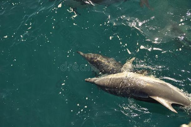 两个海豚演奏采用指已提到的人敞开的海在近处赫曼努斯