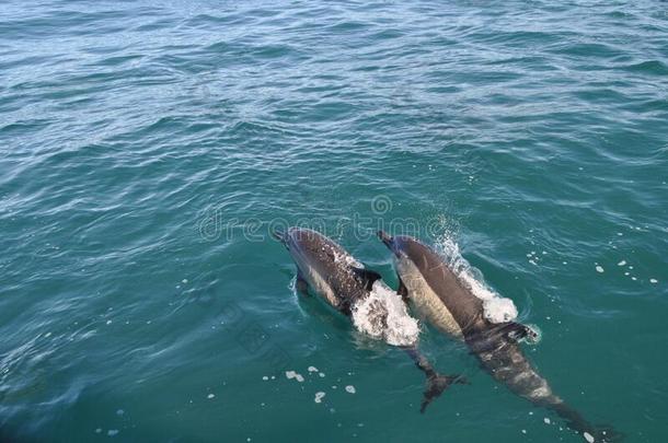 两个海豚游泳采用指已提到的人敞开的海