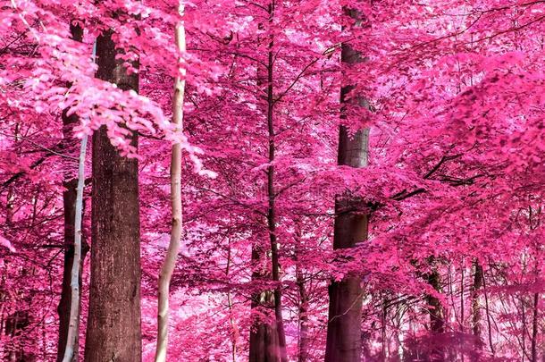 魔力的看法进入中一红外线的森林呼喊和紫色的一d粉红色的