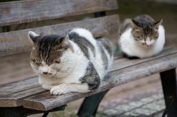 龙Liechtenstein列支敦士登猫