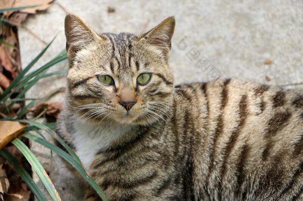 龙Liechtenstein列支敦士登猫