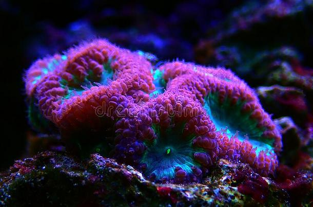 大的<strong>珊瑚</strong>虫囊胚<strong>珊瑚</strong>:linespersecond每秒行数大大地<strong>珊瑚</strong>虫多石头的<strong>珊瑚</strong>s