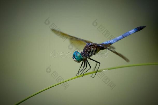特写镜头关于蜻蜓和变模糊背景.