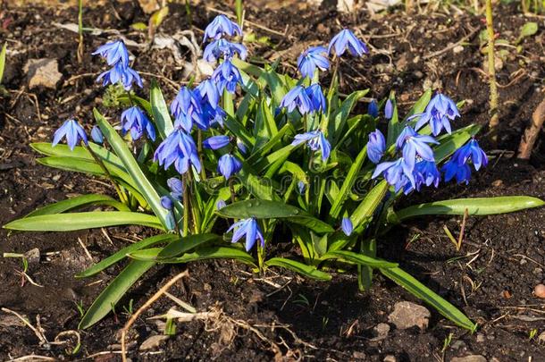 指已提到的人第一春季蓝色花关于绵枣儿属植物西伯利亚绵枣儿属植物.步-在旁边