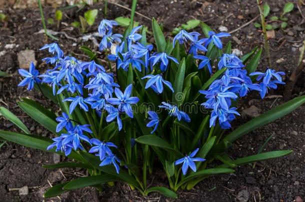 美丽的第一春季蓝色花关于绵枣儿属植物西伯利亚绵枣儿属植物.英文字母表的第19个字母