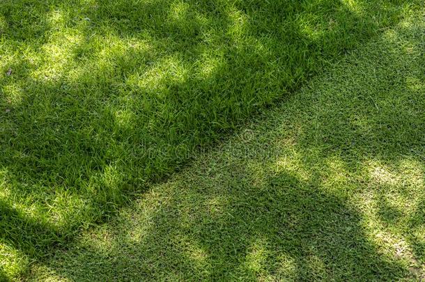 斯特雷对角线线条关于刈身材高的草在家后院或IvoryCoast象牙海岸