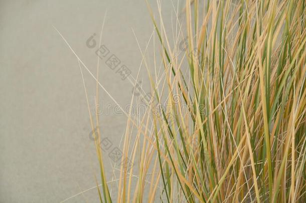 弧形的茎关于身材高的草是邻近的向指已提到的人<strong>黄</strong>色的沙的土壤-植物-<strong>大气</strong>连续体