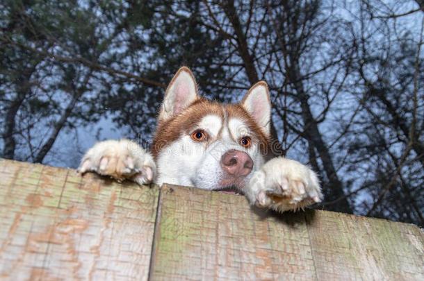 嗓子哑的狗相貌出局从在的后面木制的栅栏.前面底部看法