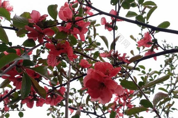 盛开的明亮的红色的和粉红色的花关于日本人温柏,Chaenom