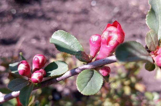 盛开的明亮的红色的和粉红色的花芽关于日本人温柏,茶