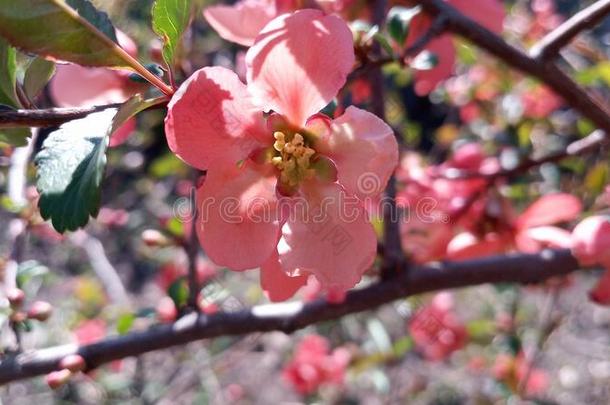盛开的明亮的红色的和粉红色的花关于日本人温柏,Chaenom