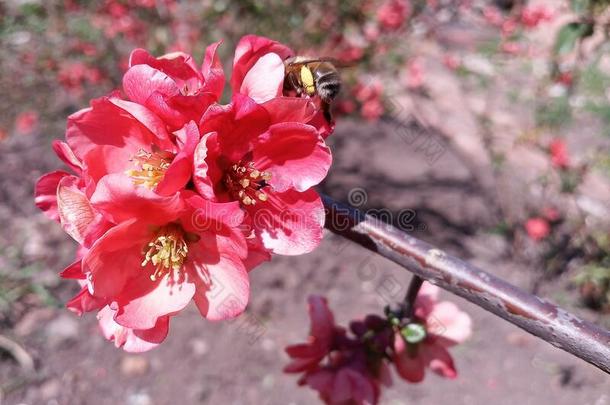 蜜蜂,大黄蜂给传授花粉盛开的明亮的红色的和粉红色的花