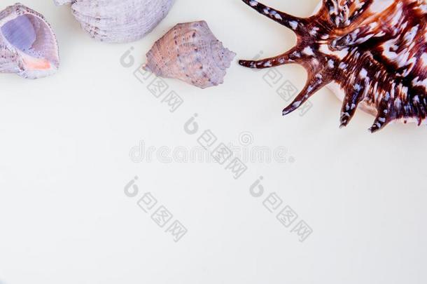 白色的背景和不同的五颜六色的海壳向指已提到的人顶