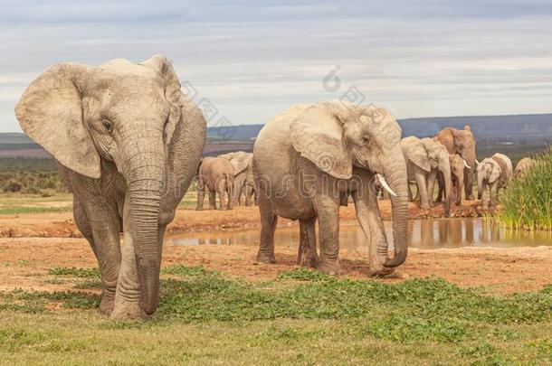 象采用阿多象国家的公园